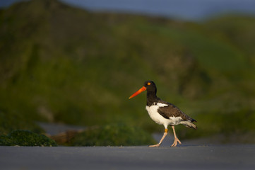 An American Oystercather walks in front of green jetty rocks in the evening sun. The bird's leg is banded for tracking.