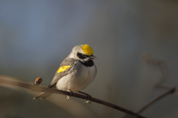 A Golden-winged Warbler sits on a small perch in the early morning sun for a dramatic portrait.