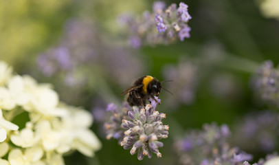 Bumble bee @work (Part I)