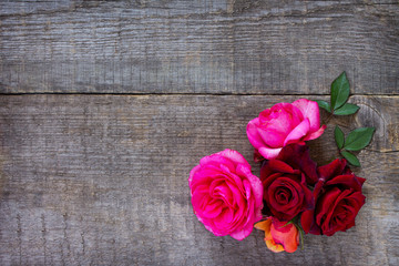Colorful garden pink and red roses on a wooden background. Flat lay, top view with copy space.