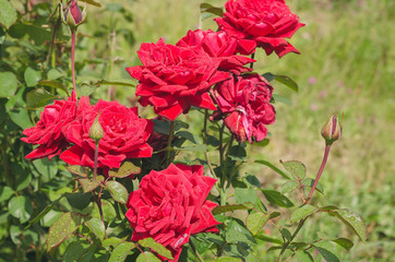 Abundantly blooming bush of scarlet roses