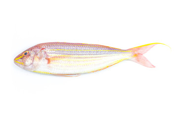 Red sea bream or porgy fish isolated on white