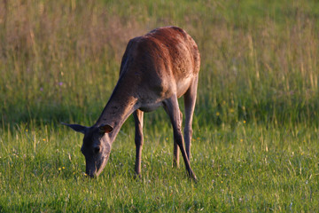 herd of  deersskin and deers on the meadow grazing	