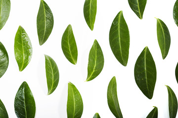 Green leaves arranged as a pattern, layout design elements