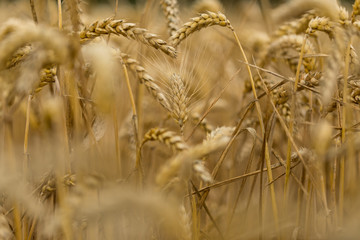 A heart in the wheatfield