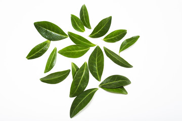Green leaves on white background, fresh nature elements