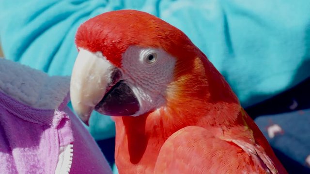 Close up of a scarlet macaw parrot chewing on seeds while feeding.