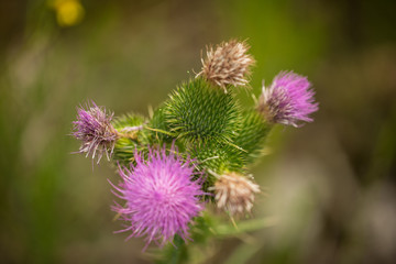 Thistle Flower