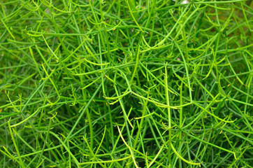 Closeup to Euphorbia tirucalli (pencil Tree)/ Indian Tree Spurge/ Euphorbia Tirucalli L