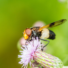 Waldschwebfliege (Volucella pellucens)