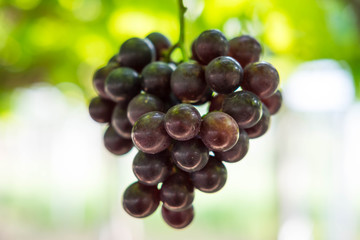 Grape fruit on tree in the graden , blurred background