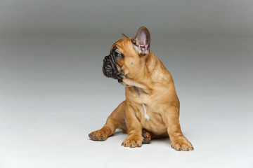 Obraz premium cute french bulldog puppy
