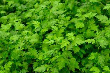 Close up Chrysanthemum morifolium leaf and herb tropical plant