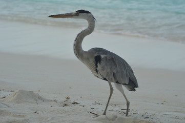 Big Grey Heron standing on the beach