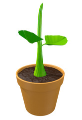 Young green plant sprout in a clay pot, 3D rendering