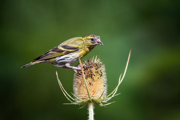 Siskin on a Teasle