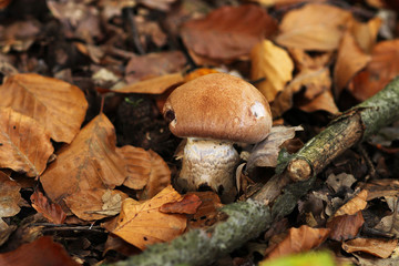 autumn mushroom