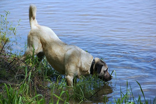 kangal dog, turkish shepherd in water