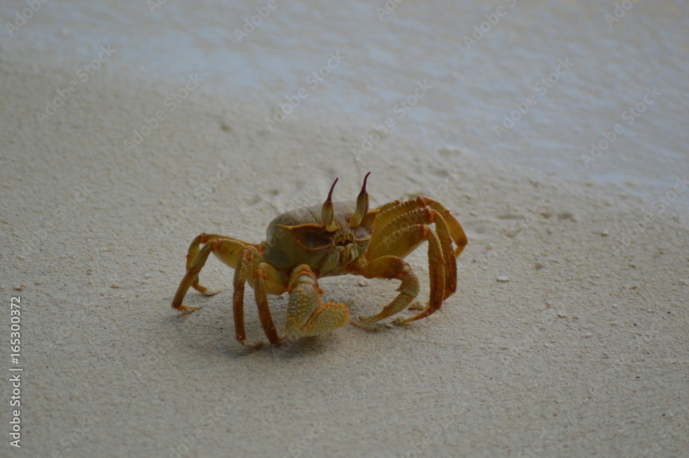 Wall mural Green Crab on the sandy beach