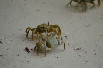 Multiple Green Crabs walking over the sandy beach