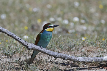 European bee-eater (Merops apiaster)