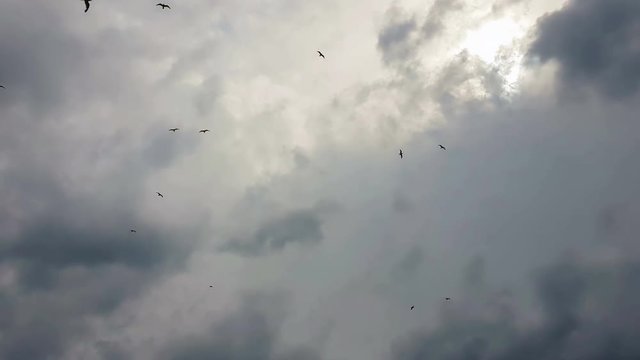 Seagulls flying up in the sky against the dramatic sun clouds.
