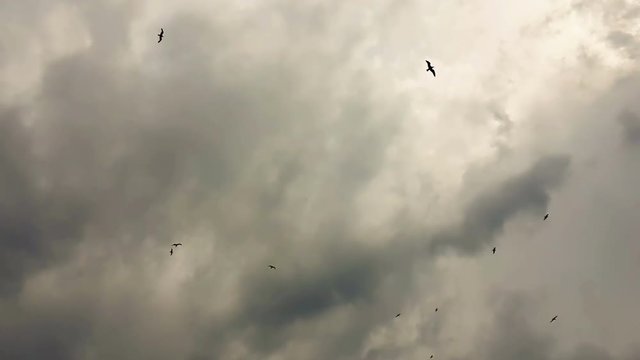 Seagulls flying up in the sky against a dramatic sky.

