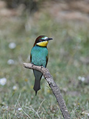 European bee-eater (Merops apiaster)