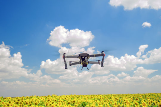bird's eye view of a field of sunflowers