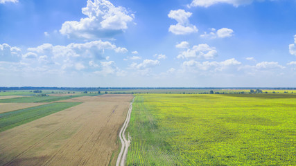 Drone photo of Sunflower field