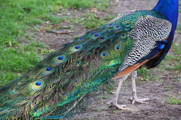 Obraz premium peacock's tail