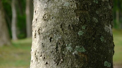 太い幹のクローズアップ　森風景