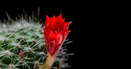 Red cactus flower simultaneously blooming on black background, 4K 4096x2160 time lapse video
