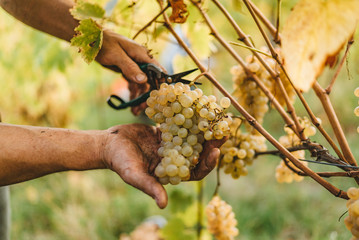 Grape harvest in the Tuscan hills.