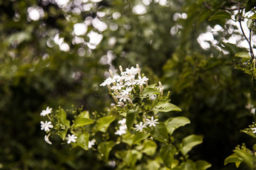 The soft focus the beautiful of Scented star jasmine.