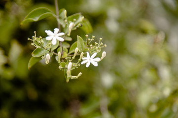 The soft focus the beautiful of Scented star jasmine.