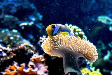 Clownfish in a Sea Anemone