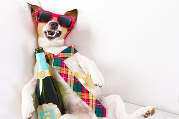 Foto auf Acrylglas Lustiger Hund betrunkener Katerhund