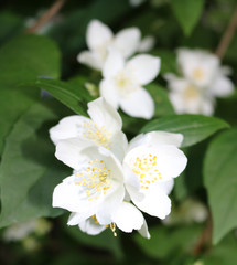 Chubushnik (Philadelphus) is a genus of shrubs from the Hortensian family, sometimes called jasmine