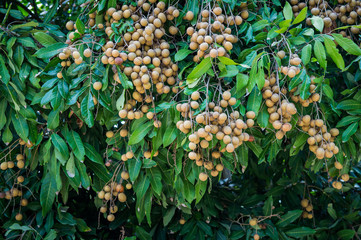 Longan - Tropical fruits young longan in Lamphun, Thailand