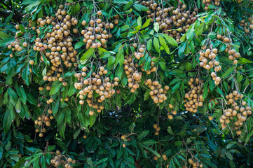 Longan - Tropical fruits young longan in Lamphun, Thailand