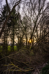 Fototapeta premium Sonnenuntergang hinter den Büschen in Bielefeld