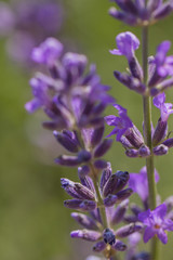 Fototapeta premium Flowers of Lavender