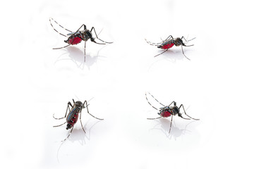 Mosquito (Aedes aegypti) sucking blood . Mosquito is carrier of Malaria, Encephalitis, Dengue and Zika virus, isolated on white background