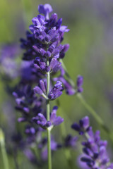 Flowers of Lavender