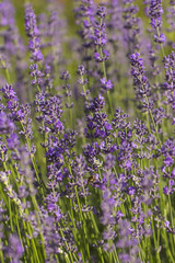 Flowers of Lavender