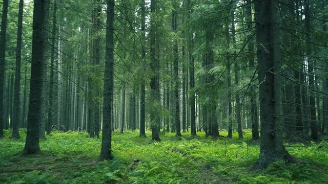 Green Forest. Pine Trees Fairy Forest. Untouched spruce.Elf land. Forest pattern. Camera movement inside the forest. Moths and fir with moos on the ground