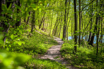 Green summer forest with strong vegetation