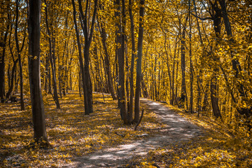 Orange autumn forest with strong vegetation