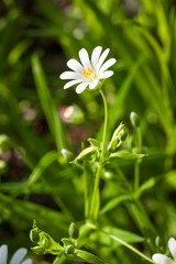 Macro of white stitchwort flowers - 165304318